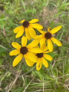 Rudbeckia heliopsidis