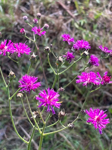 Vernonia acaulis