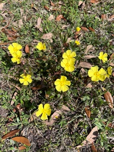 Crocanthemum carolinanum ex 'Goldtender'