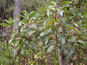 Persea liebmannii (P. podadenia)