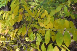 Flueggea suffruticosa