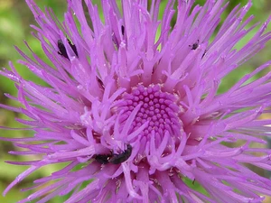 Cirsium canum