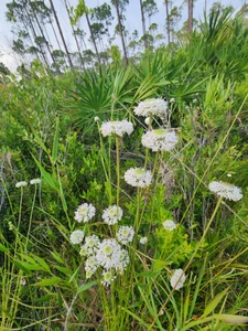 Marshallia graminifolia