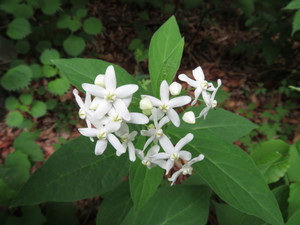 Vincetoxicum x ascyrifolium