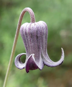 Clematis pitcheri