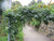 Berchemia scandens makes a wonderful vine for a trellis or other garden feature.