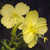 Oenothera argillicola has showy flowers that rival those of any other evening primrose