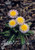 Taraxacum pseudoroseum is a well-behaved showboat of a dandelion