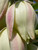 This pink form of Yucca glauca is hardy and handsome