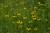 Rudbeckia missouriensis
