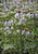 Echinacea pallida 'Hula Dancer' is skirted in white