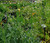 Gypsophila pacifica