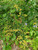 Ground-covering growth and showy late summer flowers make cliff goldenrod (Solidago drummondii) a winner