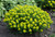Euphorbia epithymoides