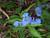 Commelina erecta Commelina erecta