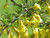 Caragana pygmaea Caragana pygmaea