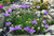 Edraianthus serbicus Edraianthus serbicus