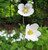Anemone sylvestris 'Madonna' Anemone sylvestris 'Madonna'