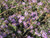 Aster sericeus