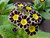 Primula polyanthus Gold Lace