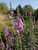 Linaria purpurea 'Canon Went'