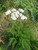 Achillea millefolium