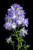 Polemonium kiusianum