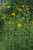 Rudbeckia laciniata