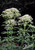 Eupatorium 'Ivory Towers'