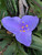 Tradescantia tharpii
