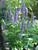 Agastache foeniculum