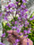Thalictrum delavayi