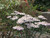 Achillea sibirica 'Japanese Lace'