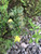 Clematis serratifolia
