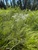 Eupatorium pilosum