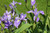 Iris versicolor