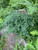 Lathyrus roseus