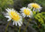 Taraxacum luridum
