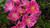 Lewisia cotyledon pink form