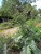 Cynara cardunculus