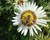 Berkheya cirsifolia