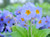 Primula Reverie mix