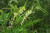 Sophora flavescens f. angustifolia