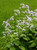 Lunaria rediviva