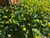 Hypericum calycinum