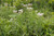 Eupatorium chinense