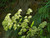 Patrinia monandra