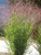 Panicum virgatum