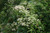Clematis virginiana
