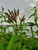 Verbena hastata f. rosea